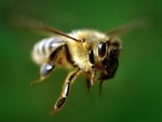 летящая пчела