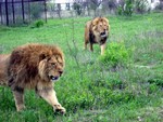 львы в сафари-парке