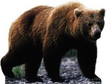 медведь гризли