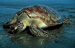 морская зеленая черепаха