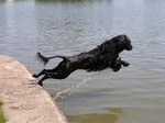 португальская водяная собака