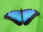 тропическая бабочка
