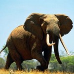 африканский слон