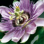 цветок пассифлоры