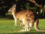 гигантский кенгуру с детенышем