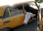 корова в машине