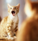 кот-крикун