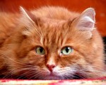 рыжий кот