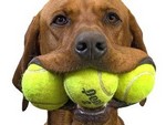 собака с мячиками