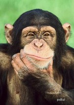 умная шимпанзе