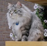 голубая сибирская кошка