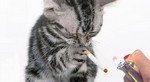 кошка и курение
