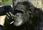 курящий шимпанзе