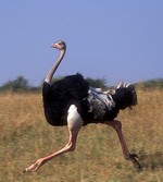 бегущий страус