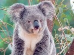 коала на дереве