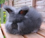 ангорский кролик