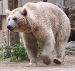 кермодский медведь