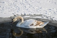 лебедь на озере
