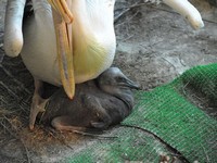 птенец пеликана