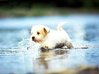 щенок в воде