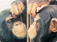 шимпанзе и зеркало