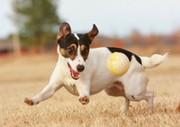 собака с мячиком